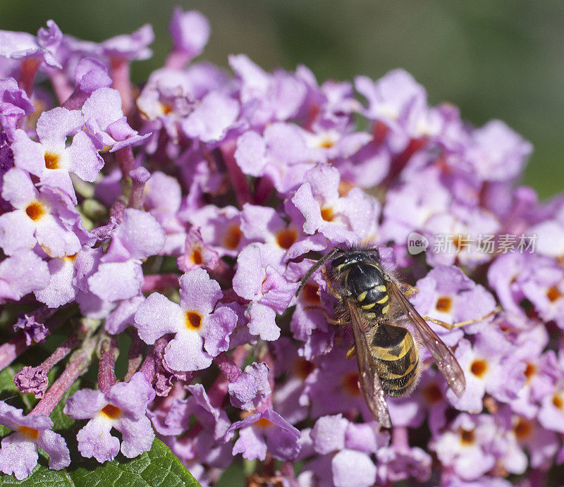 Common Wasp (Vespula vulgaris) on Buddleja flower